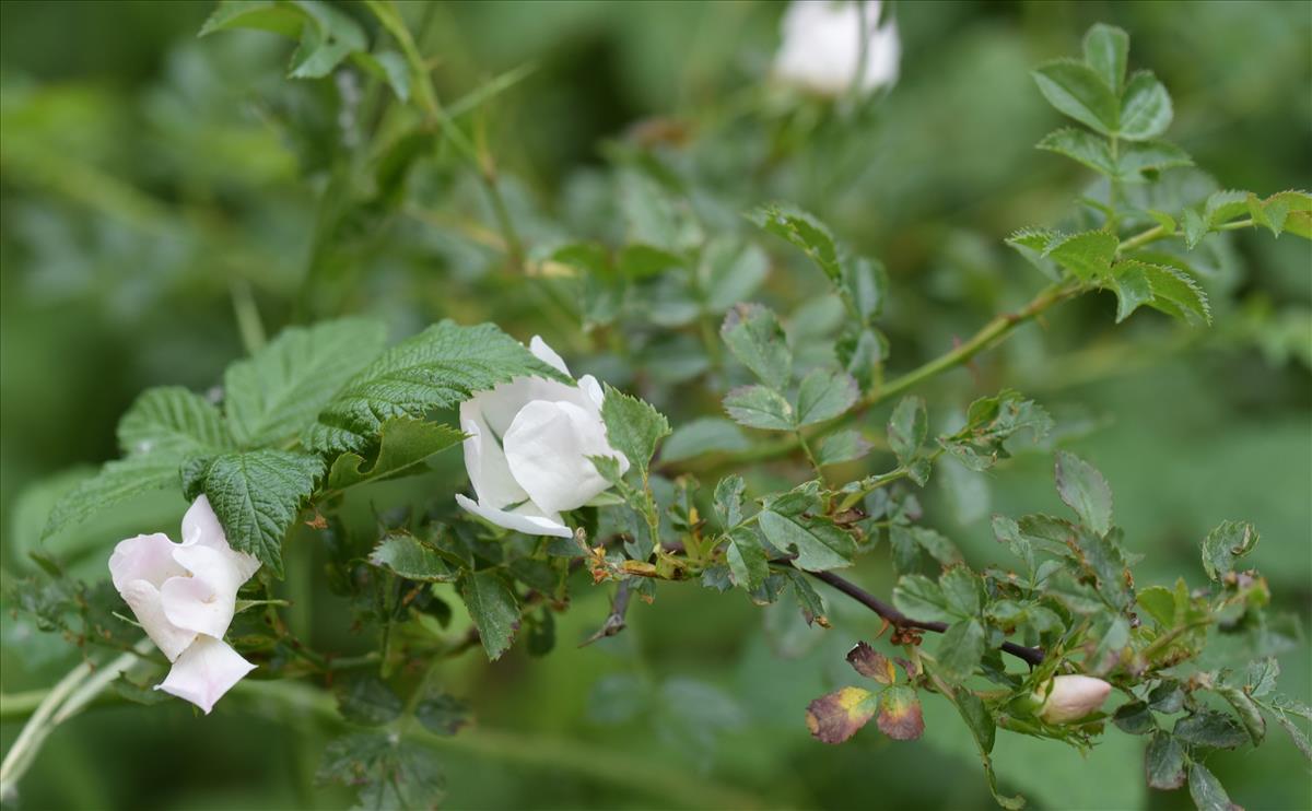 Rosa corymbifera (door Jan Klinckenberg)